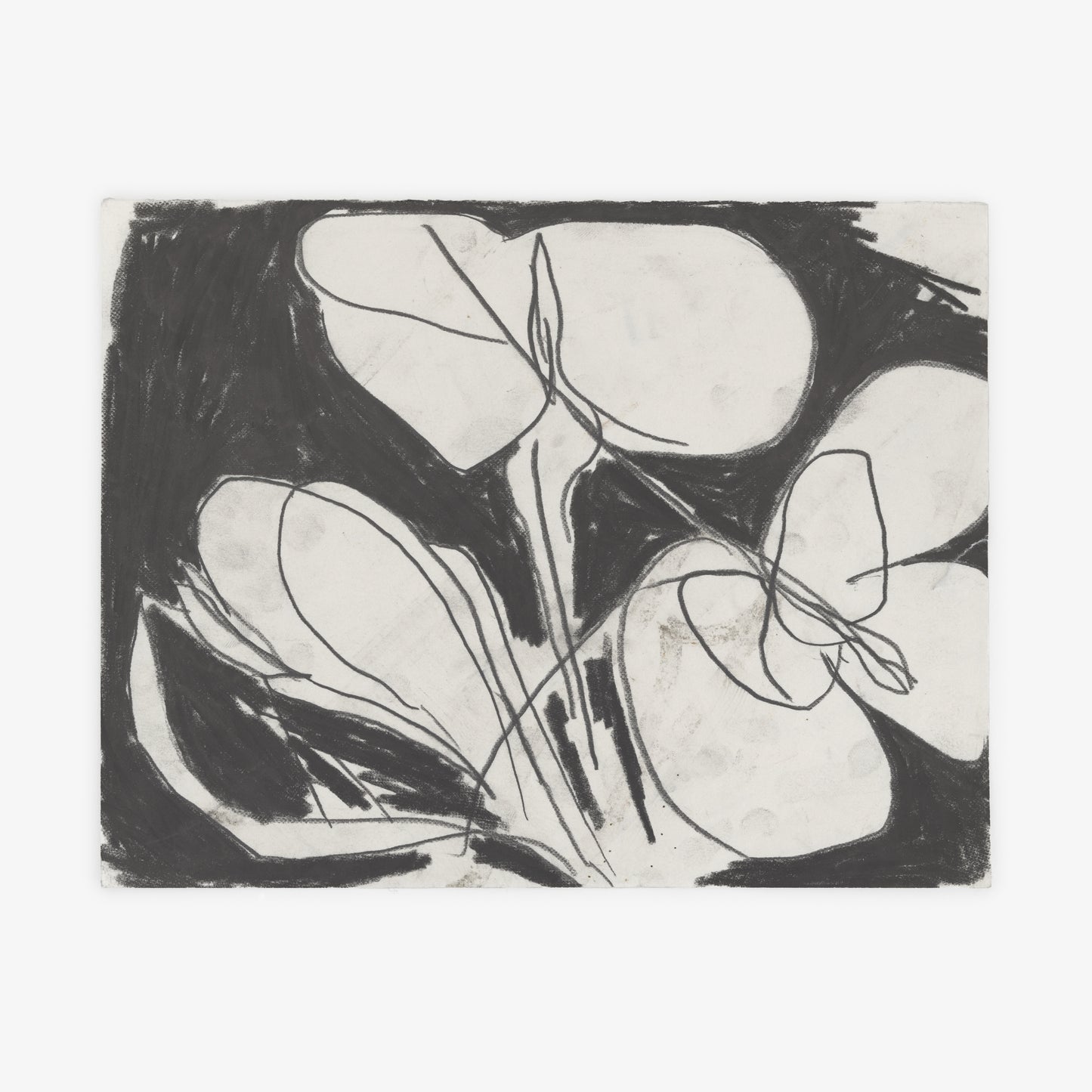 Anthony Miler - Drawing 34H